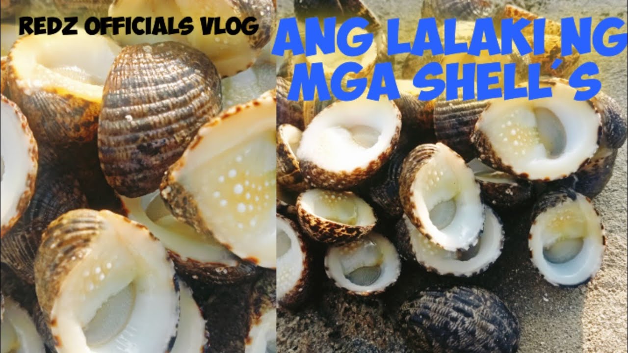 Shell Ulam kuha pang ulam sa tabing dagat .shells Ang lalaki hubas Kasi ngaun mga ...