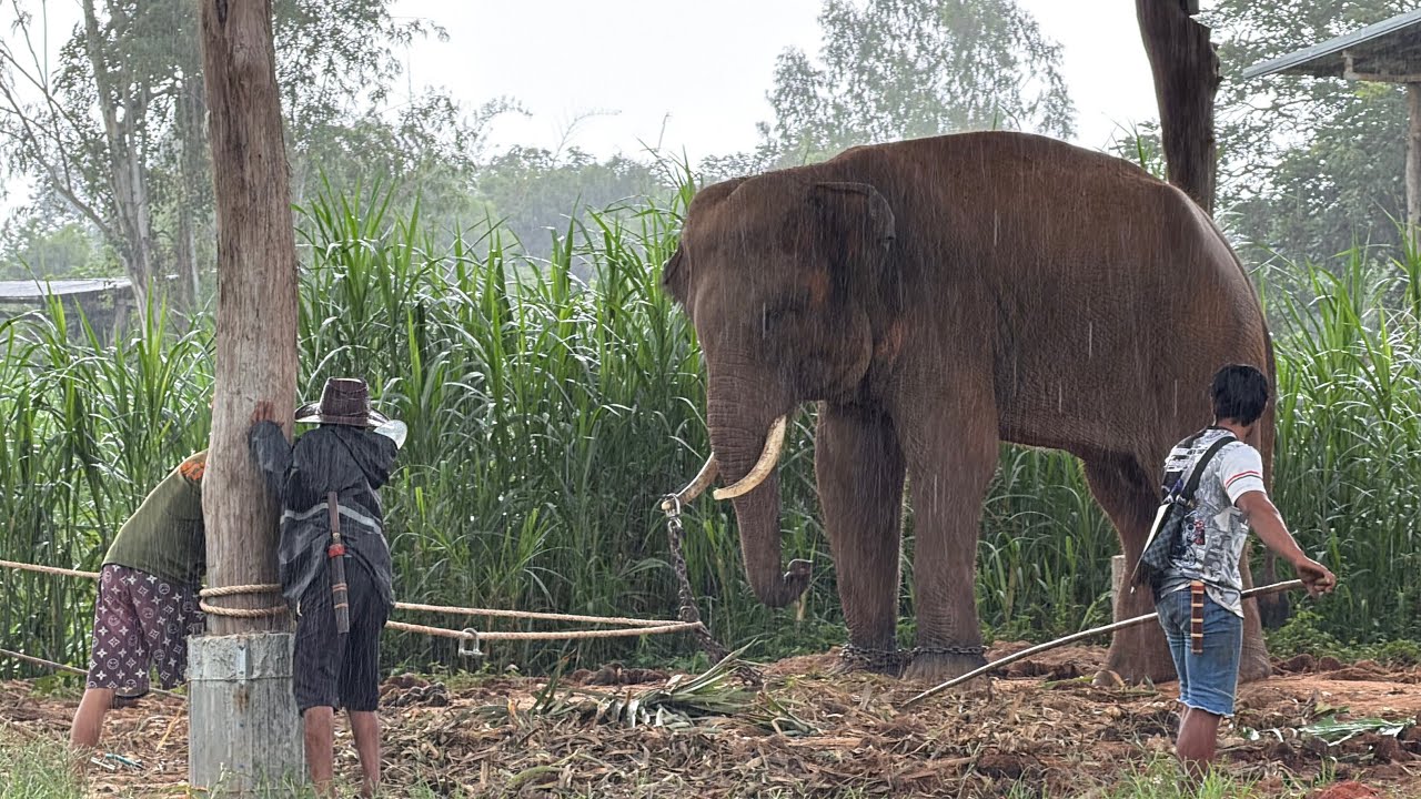 ช้างตกมันโซ่ติดงา❗️ควาญนับ10ช่วยกันจับ❌