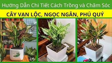 Hướng Dẫn Chi Tiết Cách Trồng và Chăm Sóc Cây Vạn Lộc, Ngọc Ngân, Phú Quý Luôn Xanh Tốt và Sống Khỏe