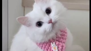 white cat having fun - So cute by Sweet world🐾 9,138 views 1 year ago 2 minutes, 46 seconds