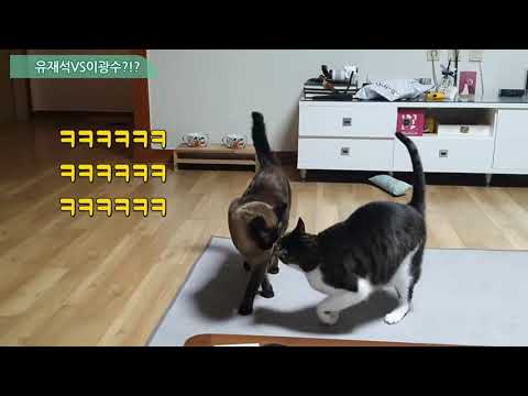 유재석VS이광수?!? 고양이 형제 투닥투닥