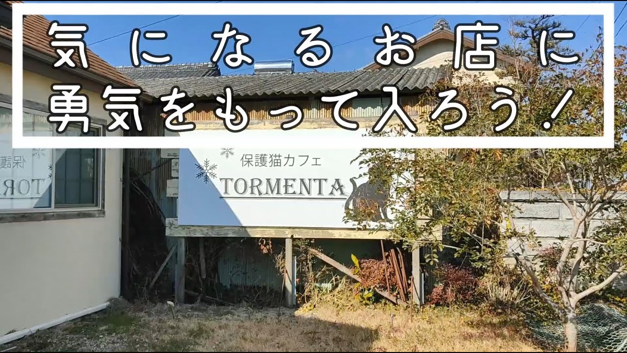 Tormenta たいやきと今川焼き 愛知県豊川市の保護猫カフェ Youtube