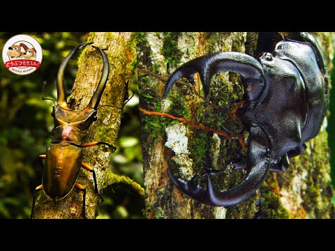 巨大カブトvs巨大クワガタ 世界有数の クワガタ密集地帯 で 宝石のようなクワガタ を発見する貴重映像 世界最大級のクワガタも採集する大冒険 どうぶつ奇想天外 WAKUWAKU