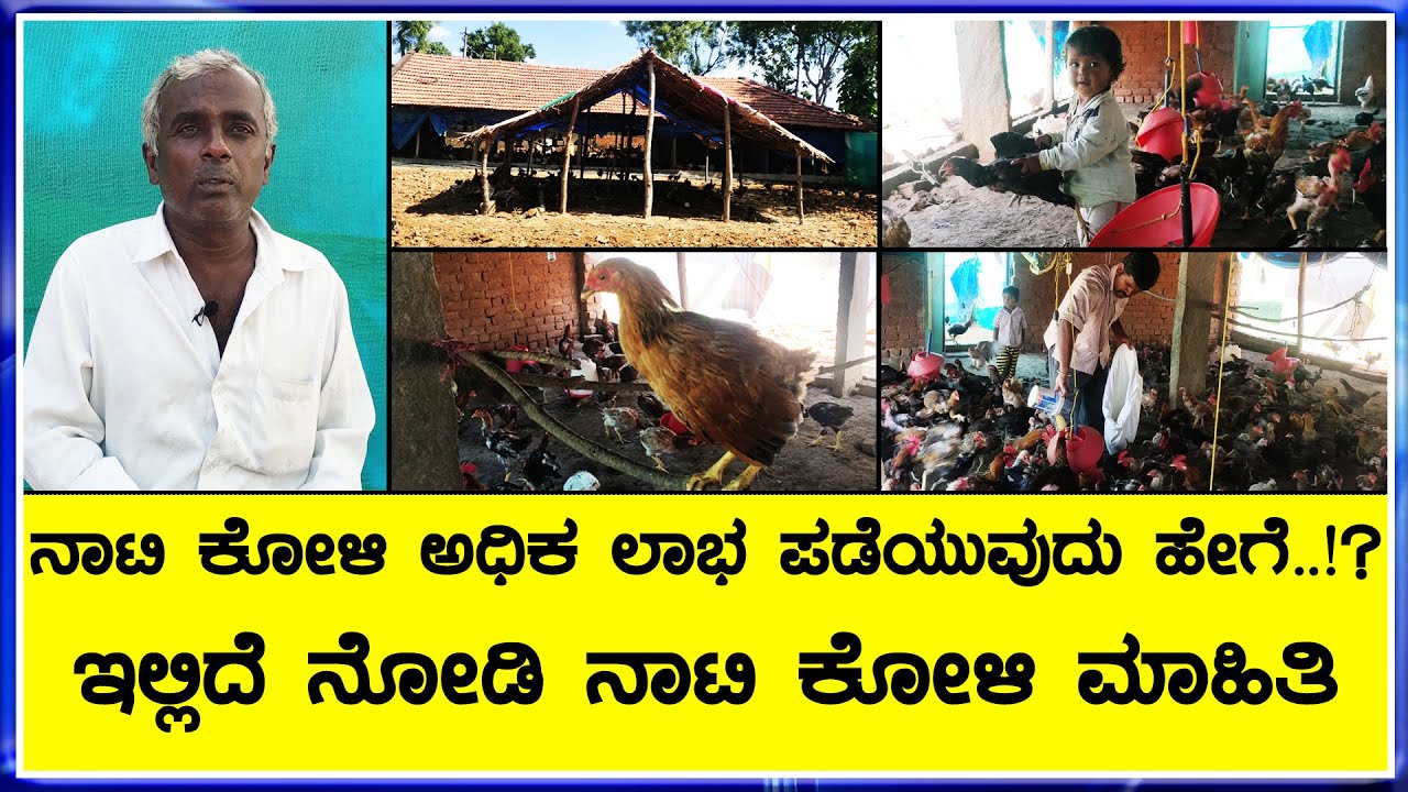 3 ತಿಂಗಳಲ್ಲಿ ನಾಟಿ ಕೋಳಿ ಸಾಗಾಣಿಕೆ ಮಾಡಿ 80ರಿಂದ 90ಸಾವಿರ ಅಧಿಕ ಲಾಭ   ಪಡೆಯುವುದು ಹೇಗೆ  ||Mysore nati Koli