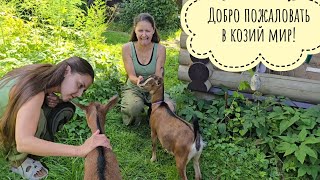 Обзор новой Аниной козы- пришли на смотрины. Нам сделали лестницу на чердак!Пара конкурсов для Егора