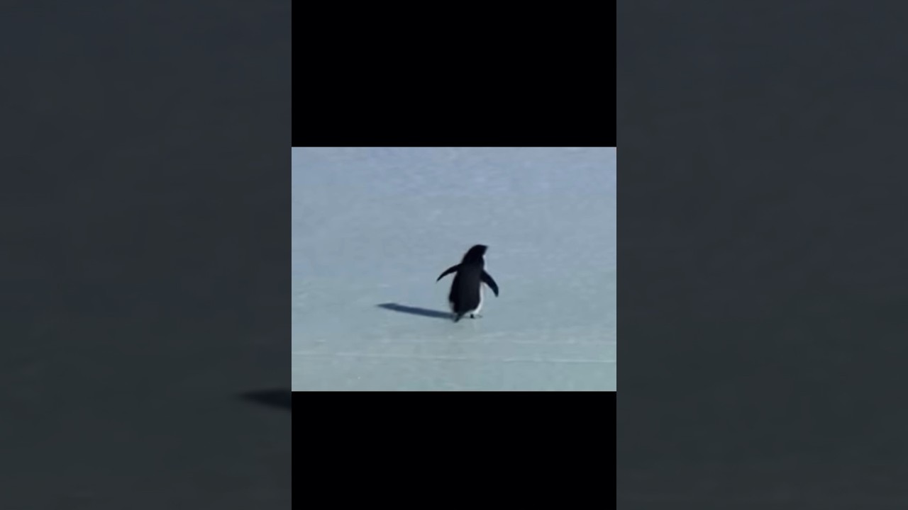 Sad story of penguin 💔 (emotional) 