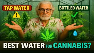 💧 Which Water Should You Use for Cannabis Plants? 🌿🤔 Should You Use Distilled Water In Your Grow Ocgfam674