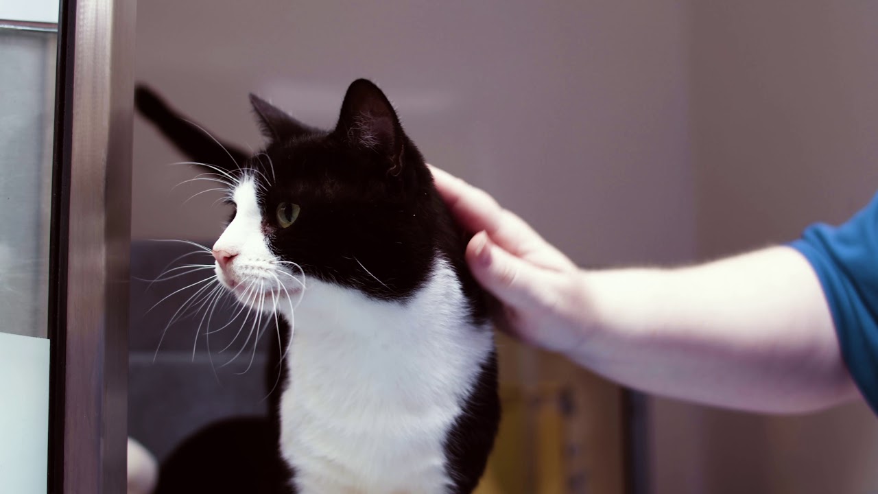 Tuesday at Cats Protection, Chelwood Gate, September 2019 YouTube