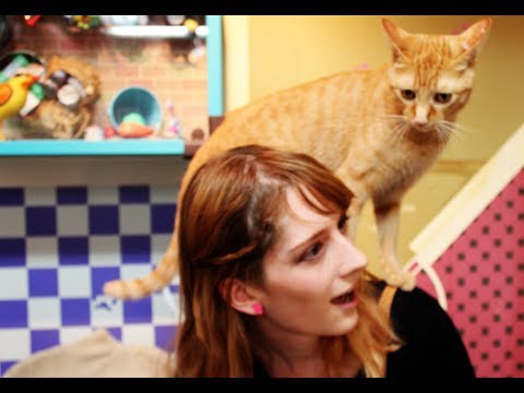 ねこぶくろ Cat Cafe in Ikebukuro, Japan - ねこぶくろ Cat Cafe in Ikebukuro, Japan