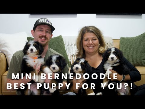 Mini Bernedoodle Puppies