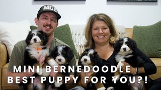 Mini Bernedoodle Puppy | TOP Reasons Why This Puppy Is PERFECT For You!?