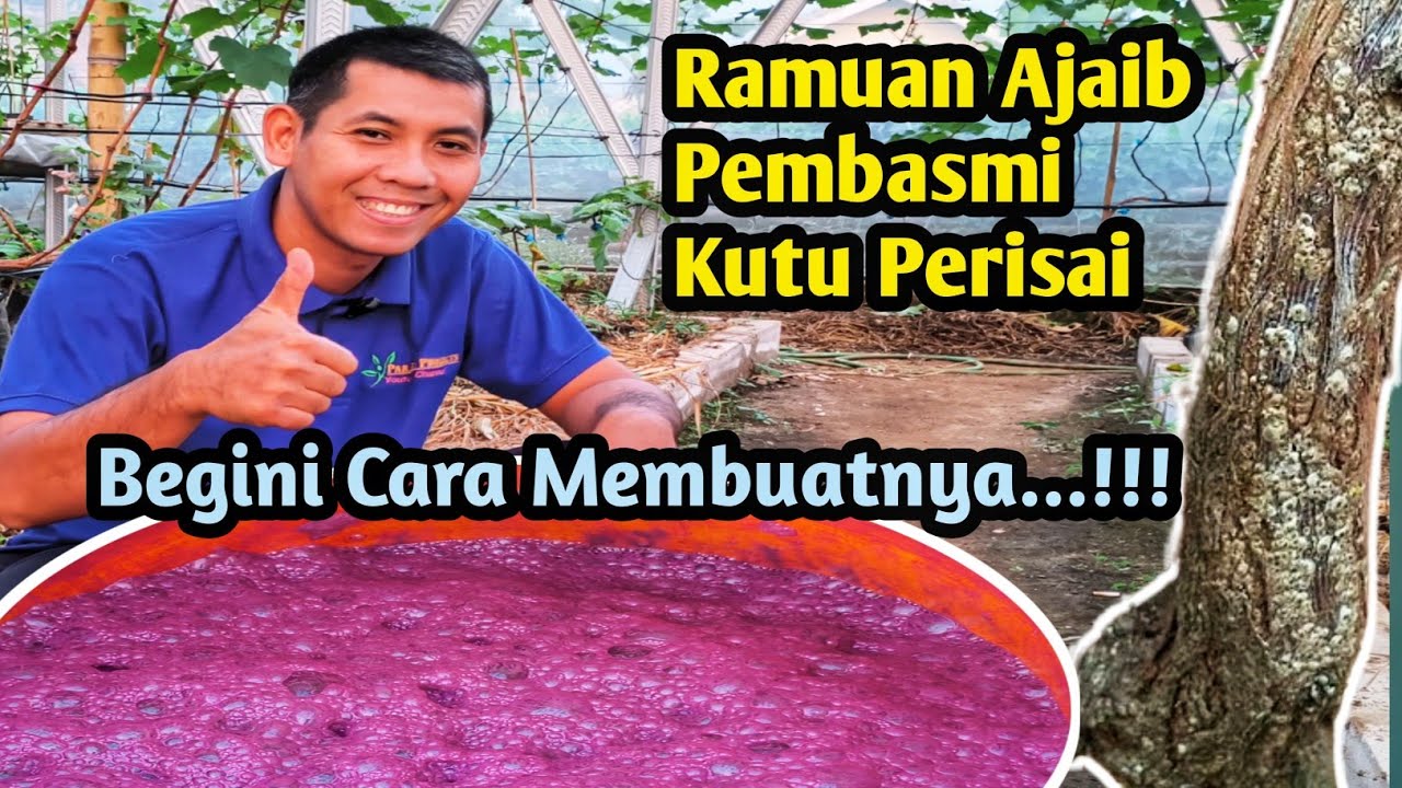 Cara membuat Ramuan Ajaib Pembasmi Kutu Perisai pada Batang Anggur
