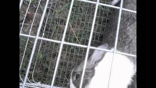 My bunny died