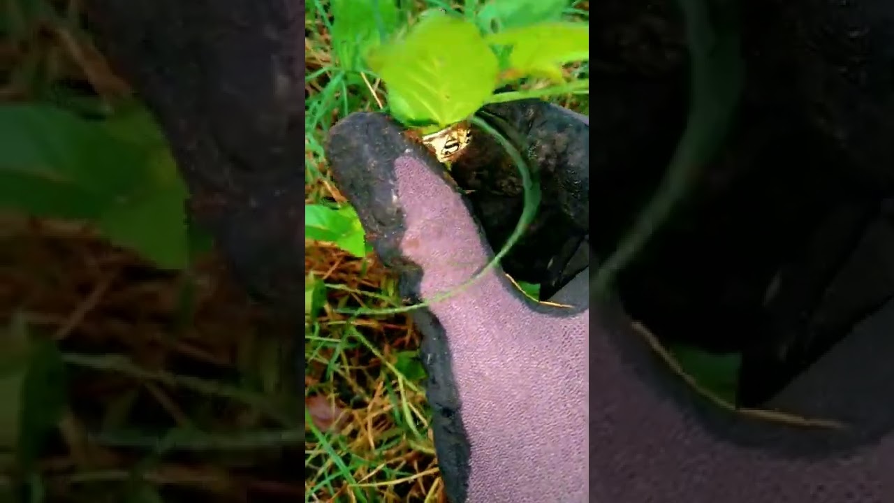 Superman comes out from underground - Metal Detector Looking for Gold