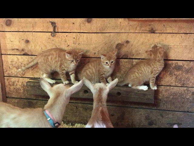 Three kittens and a herd of goats