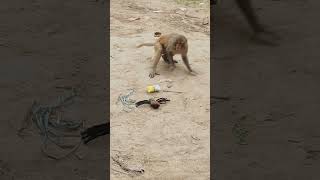Monkey's funny moment #monkeyworld #monkeyfun #animalsfun #funnymoment #ytshorts