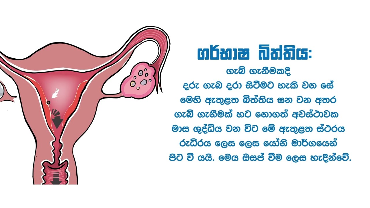 The Female Reproductive System