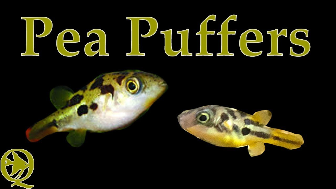 ponds at bayberry 20 Gallon Long And My Pea Puffers