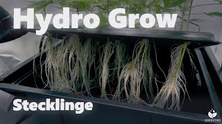Cuttings and aeroponic cloning? | Hydro Grow
