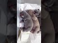 運命に選ばれたピットブルの奇跡 #Shorts