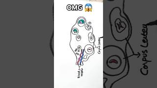 OVARIAN CYCLE LABELLED DIAGRAM 🤩  #drawing #dr #ovarian #biology #art #diagram #viralshorts #reels