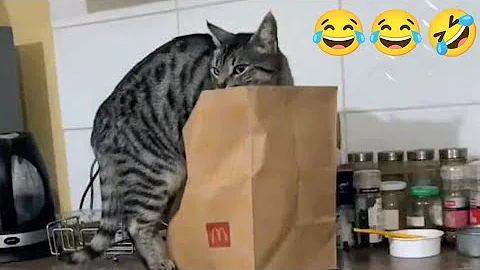 Video 10230271: kitten pets funnycats catlover, funnycats pets catlover cats, pet animal funnycat cats, cat pets funnycats dog, cats pets catlover funny, laugh cats dogs