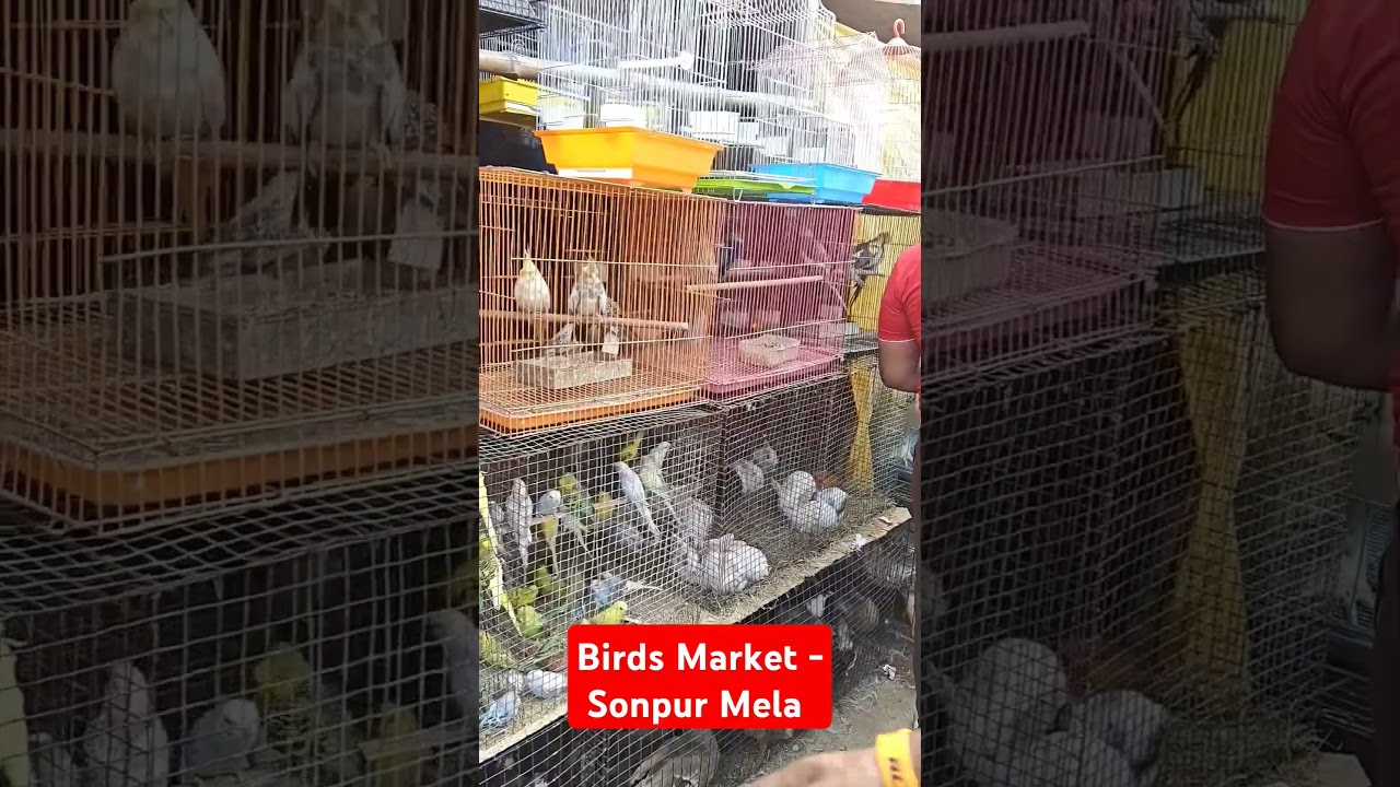 Birds market - Sonpur Mela