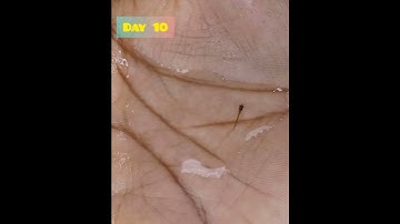 Zebra Fry 1 Day To 50 Day Update😍|#zebra Fish #shorts