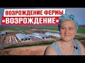 Возрождение фермы &quot;Возрождение&quot; | Хитрости содержания коров | Выпойка телят | Доращивание бычков