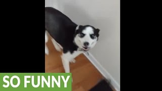 Husky can't hold back excitement upon owner's return