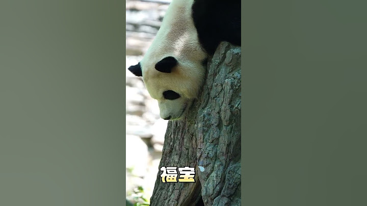 福宝这是睡得真香！香都流口水了！#国宝大熊猫 #大熊猫 #国 福宝这是睡得真香！香都流口水了！#国宝大熊猫 #大熊猫 #国宝熊猫 #熊猫 #国宝不愧是国宝