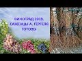 @Виноград 2019  Саженцы А  Гергеля готовы