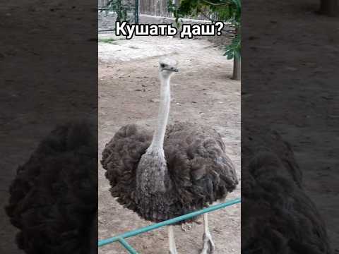 Вот это скорость у страуса! #страус #страусы #животные #птица #птицы #дикиептицы #зоопарк #милота