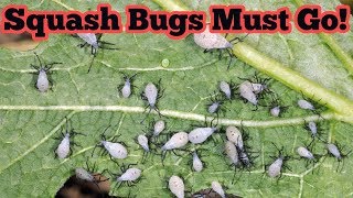 We have a huge problem in our raised bed garden. an infestation of
squash bugs. i mix up some neem oil and peppermint soap spray bottle
with war...