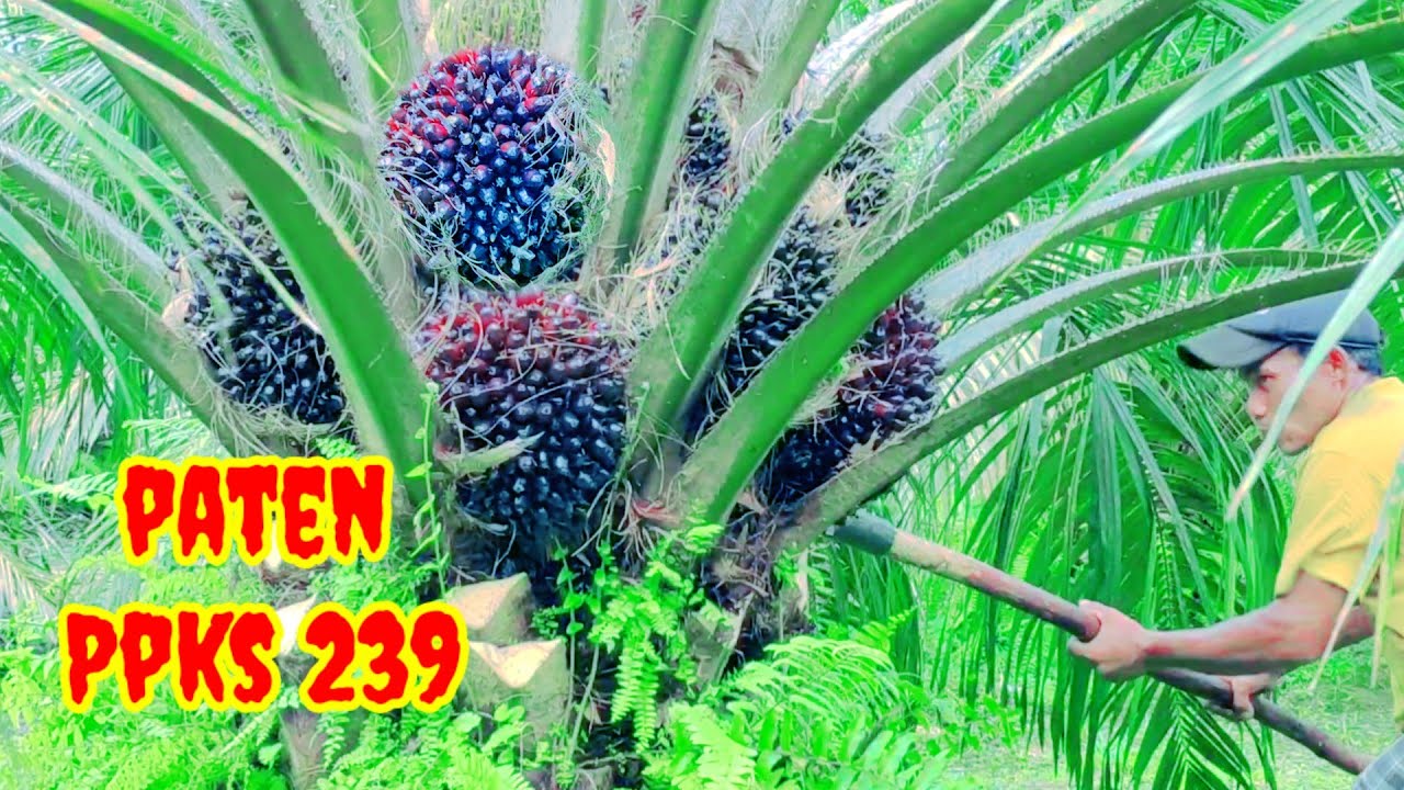 Урожайный сорт 239 действительно является патентом