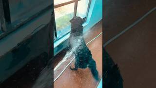 pani mein zeher hai💧 #viral #funny #doglove #rottweiler #comedy #shorte #dogbath #shower #rainyday