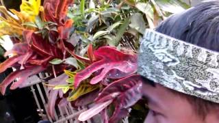 Aksi panggung jajaka sunda