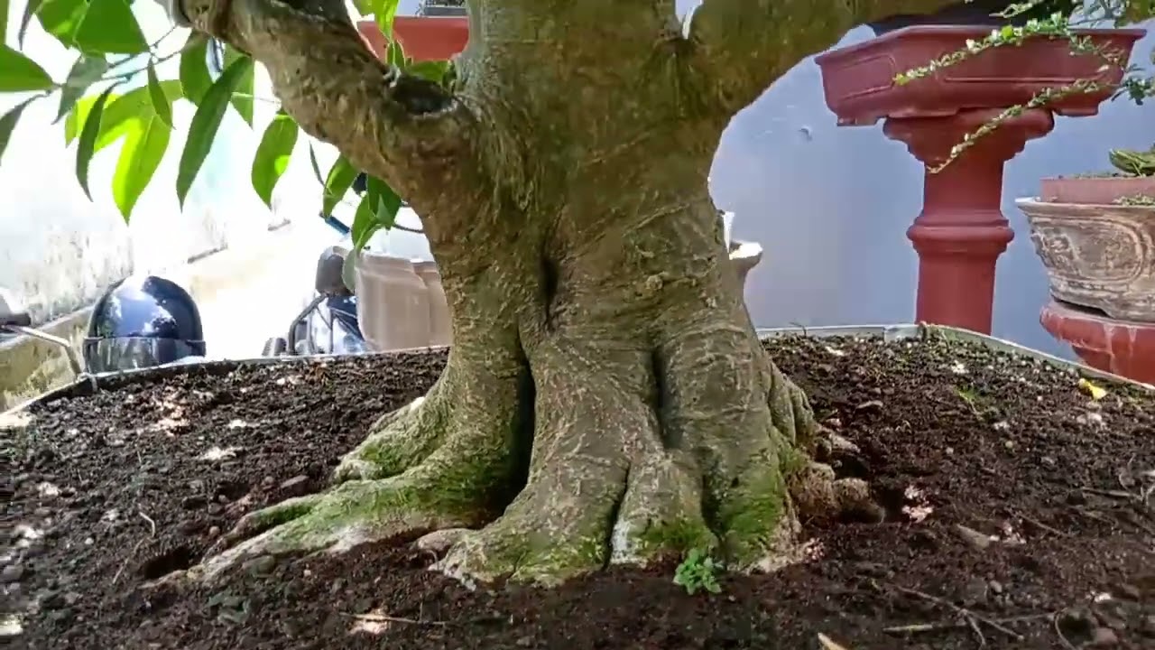 Bonsai ficus amplas
