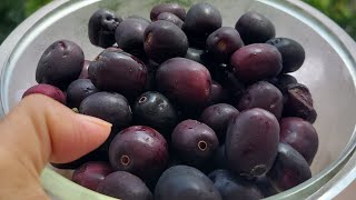 Jamun Jam Recipe  | Homemade  Jamun Jam | Java Plum Jam  | Jamun Recipes 