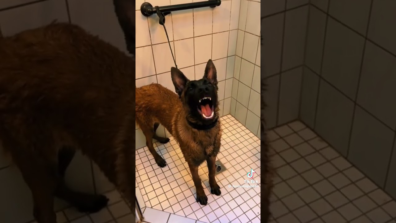 Malinois are maniacs but so adorable ! 😂🤣 