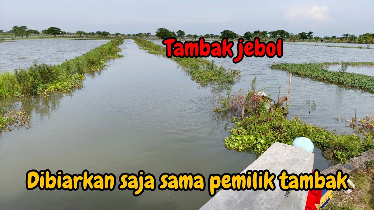 GAK HERAN MANCING SEBELAH TAMBAK JEBOL PASTI DAPAT BANYAK ‼️