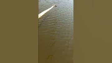 Tôm thẻ ao đất 43 ngày tuổi,nuôi không thay nước,chỉ sử dụng men vi sinh và bồ đề 688