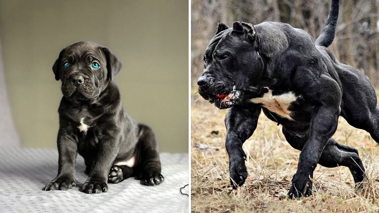 Before & After Animals Growing Up. Incredible Animal Transformations