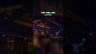 Real Blank Firing Guns: They Are Loud! Did We Scare You?  #shorts