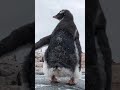 Pooping Penguins 