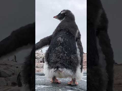 Pooping Penguins 