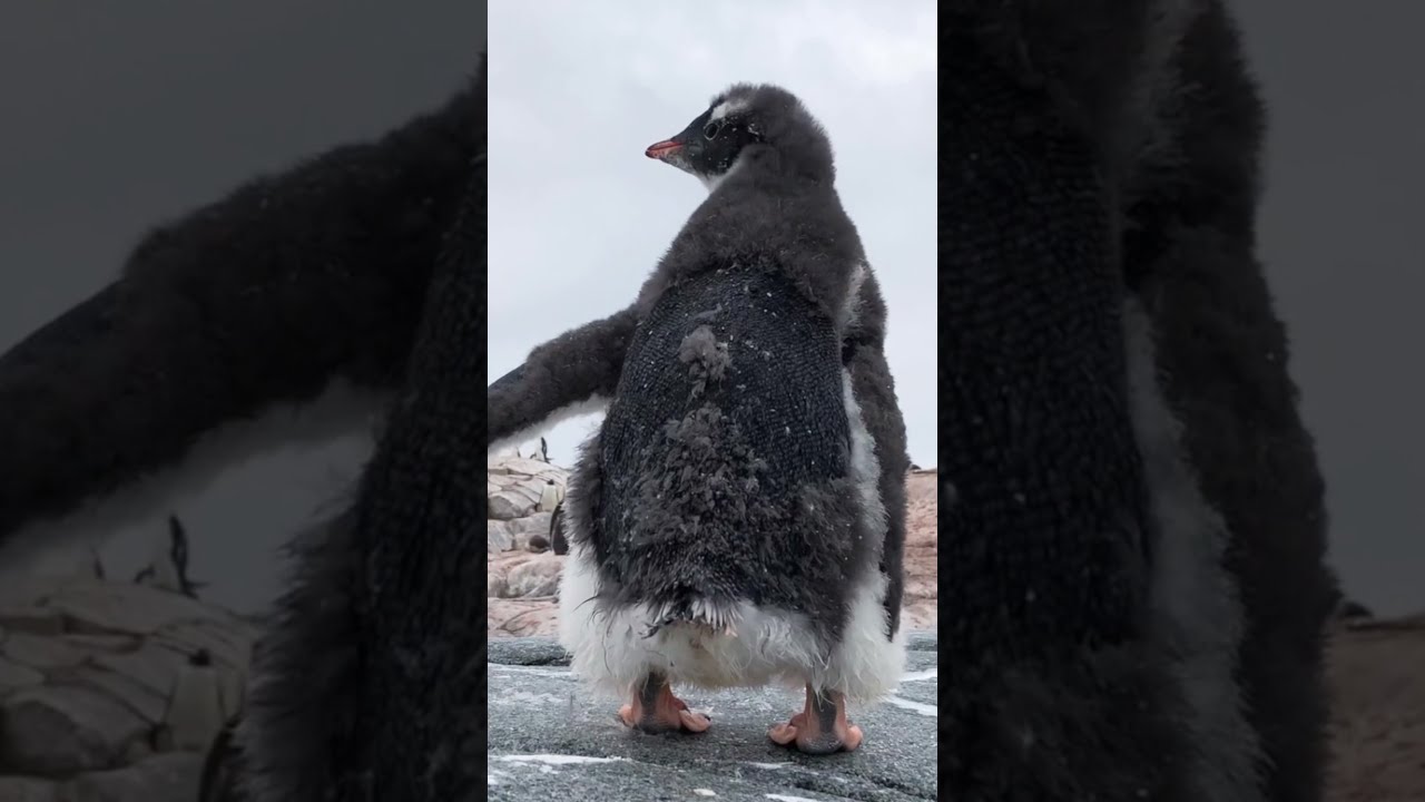 Pooping Penguins