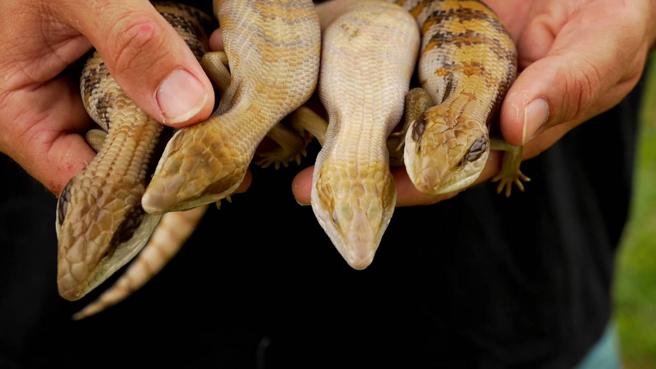 Ron Coutos Blue Tongue Collection in South Florida - CrittaCam