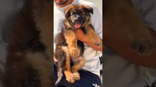 8810623046 German Shepherd puppy booking open 🐶 top quality GSD available contact now fast booking