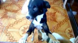 Oh My Dogs The Movie